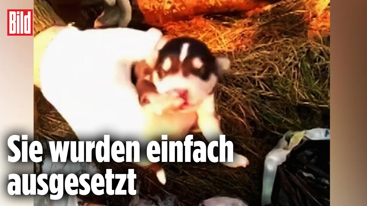 M&uuml;llabfuhr rettet Hunde-Babys aus Abfallpresse