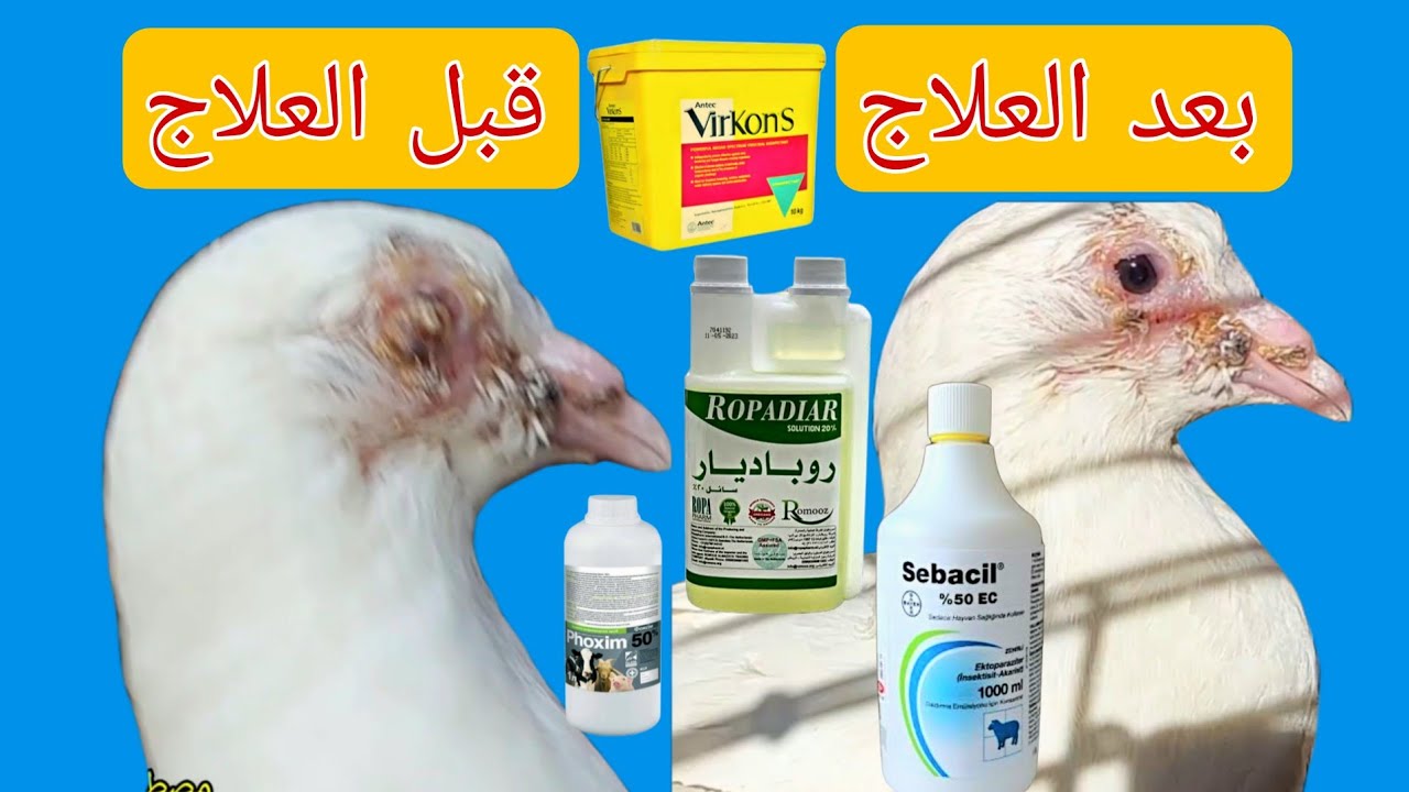 علاج جدرى الحمام بشكل نهائى بدون تحصين او مس او دهان موضعى