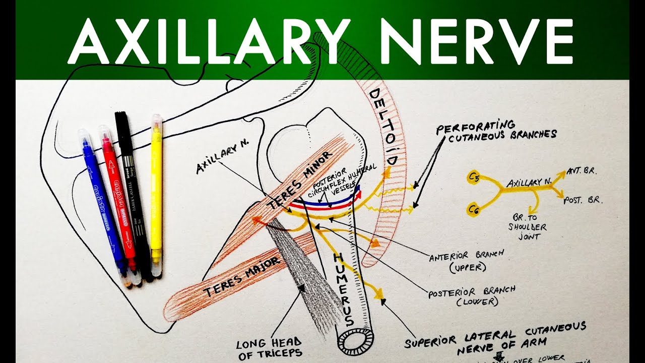 Axillary Nerve - Course & Branches | Anatomy Tutorial