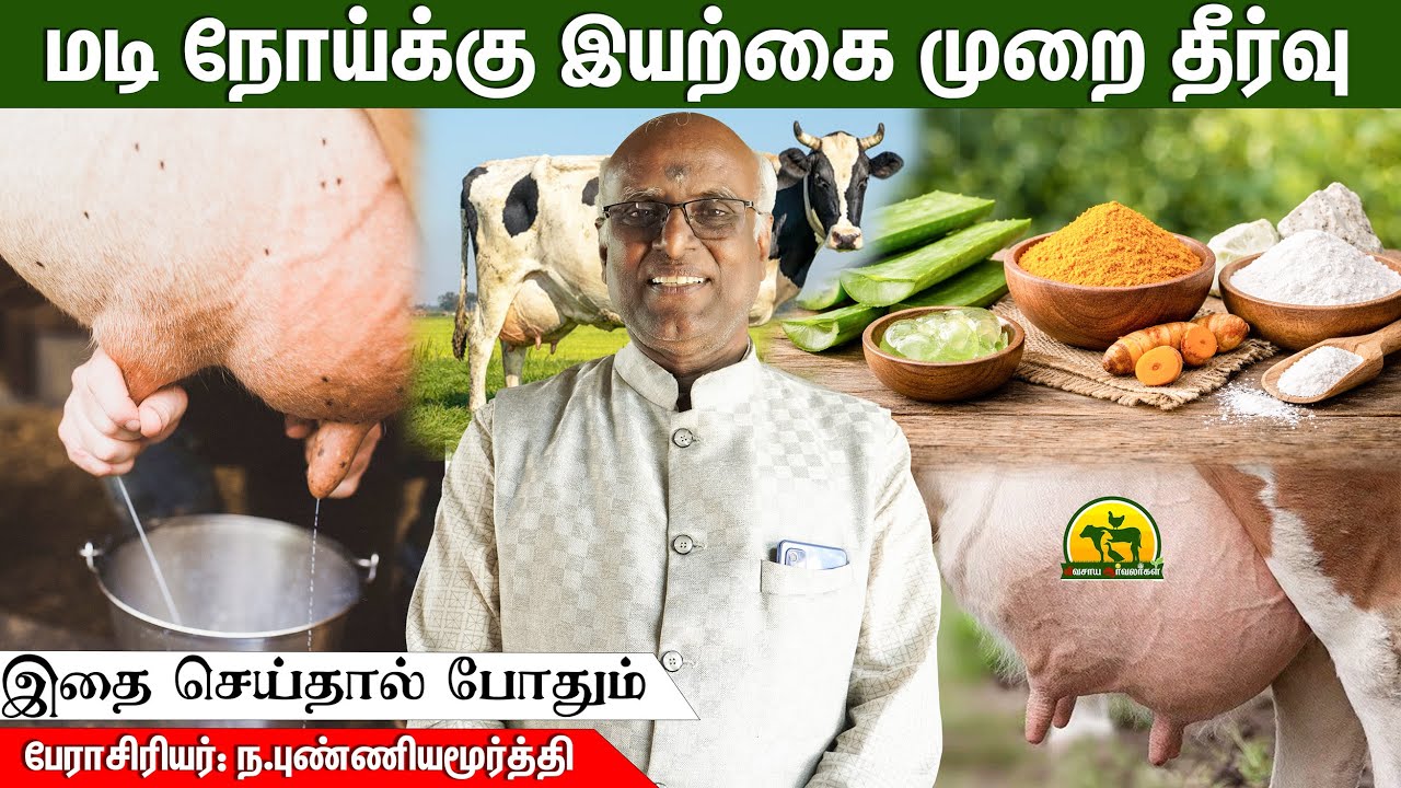 Chemical Injection வேண்டாம்! மடி நோய்க்கு இயற்கை வைத்தியம் | vivasaya arvalargal