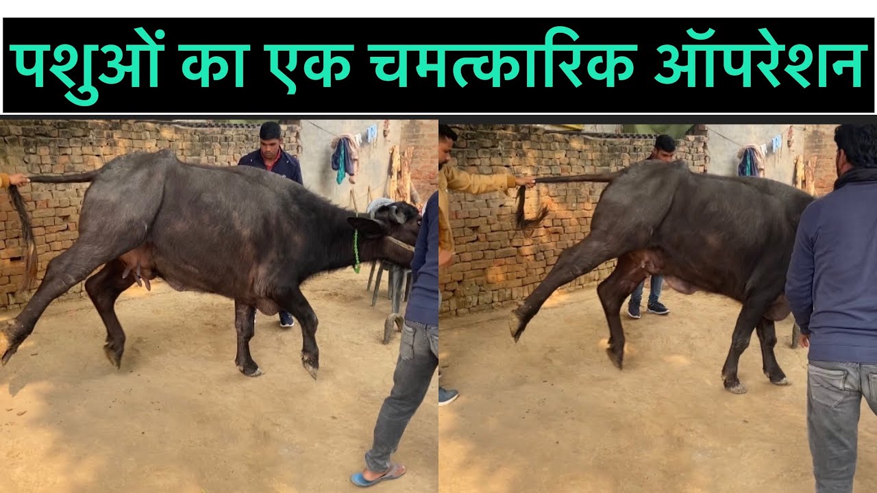 Medial patellar Desmotomy in buffalo l MPD l upward fixation of the patella l dr umar khan