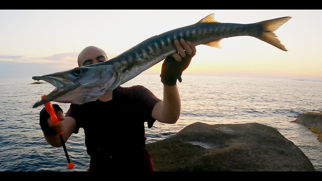 Compilation topwater barracuda feat @Spinning_Inside