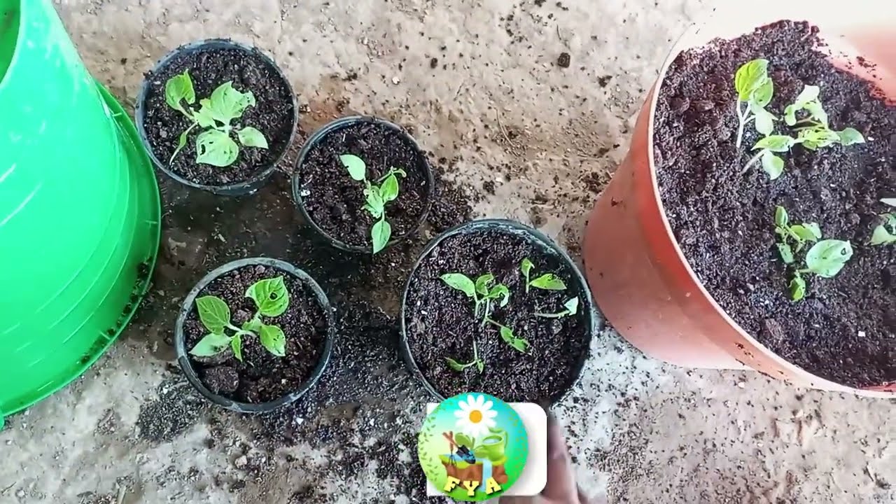 Trasplanto mis chiles canarios 🌶️ ¡Así crecen mejor!