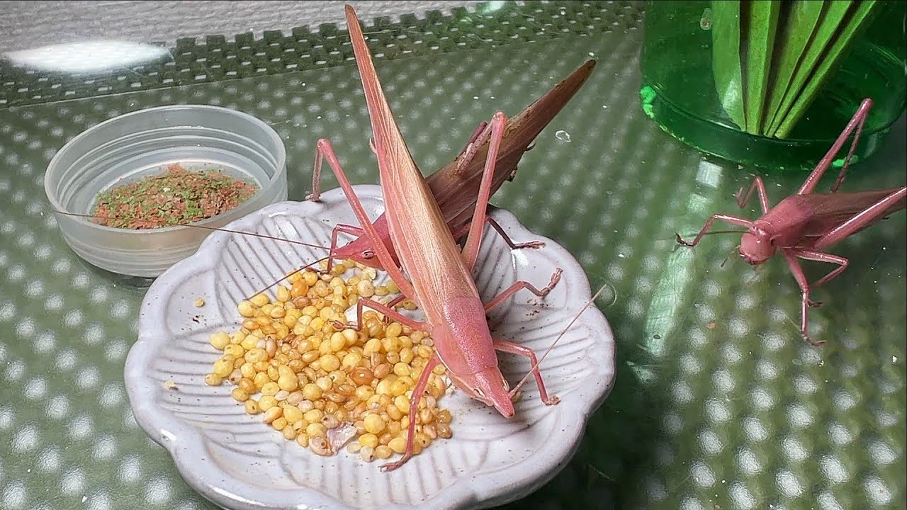ピンククビキリギスの食事風景