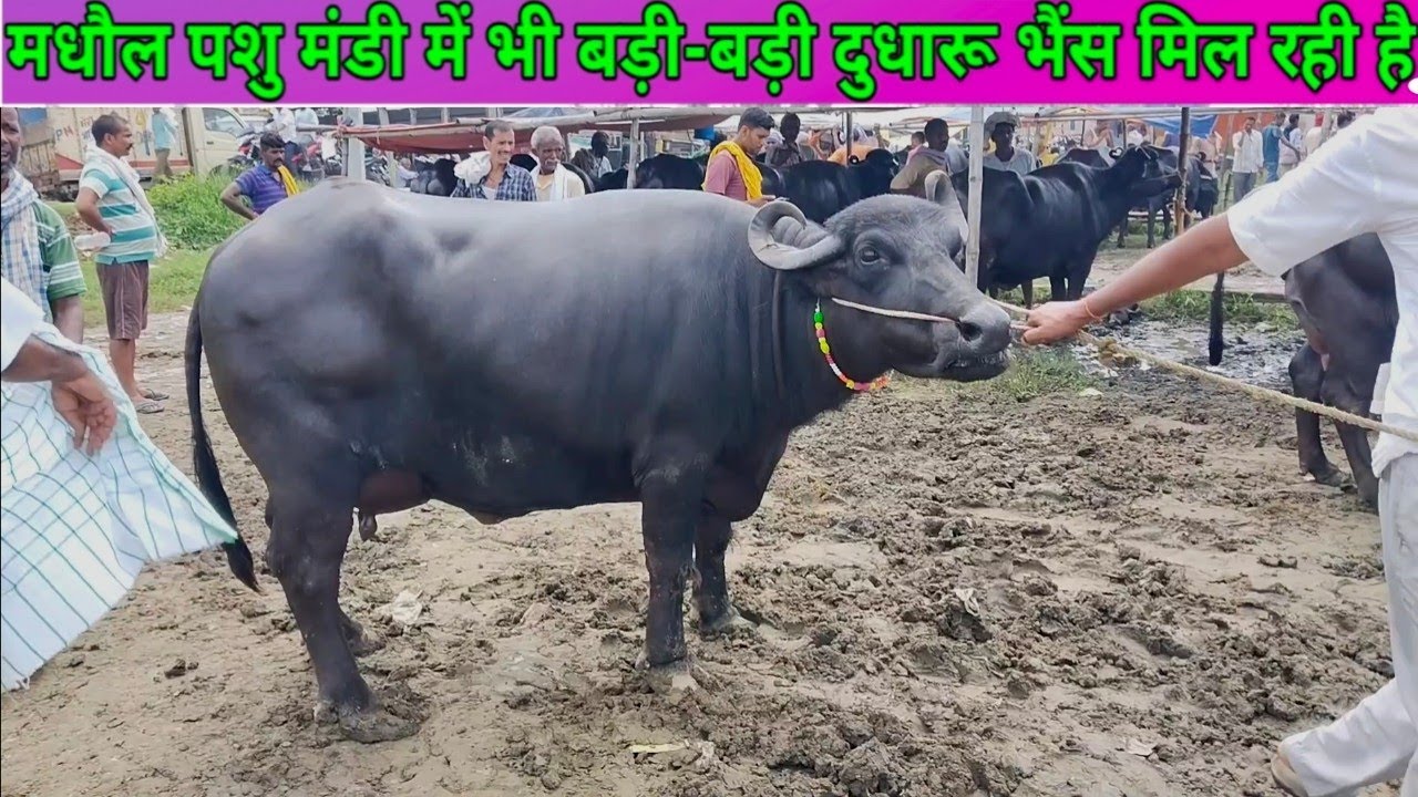 मधौल पशु मंडी में मिल रही है बड़ी बड़ी भैंस #buffalo market madhaul pashu Mandi (Mahua)