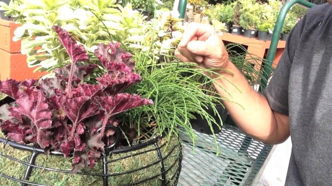 Planting a hanging basket for Fall