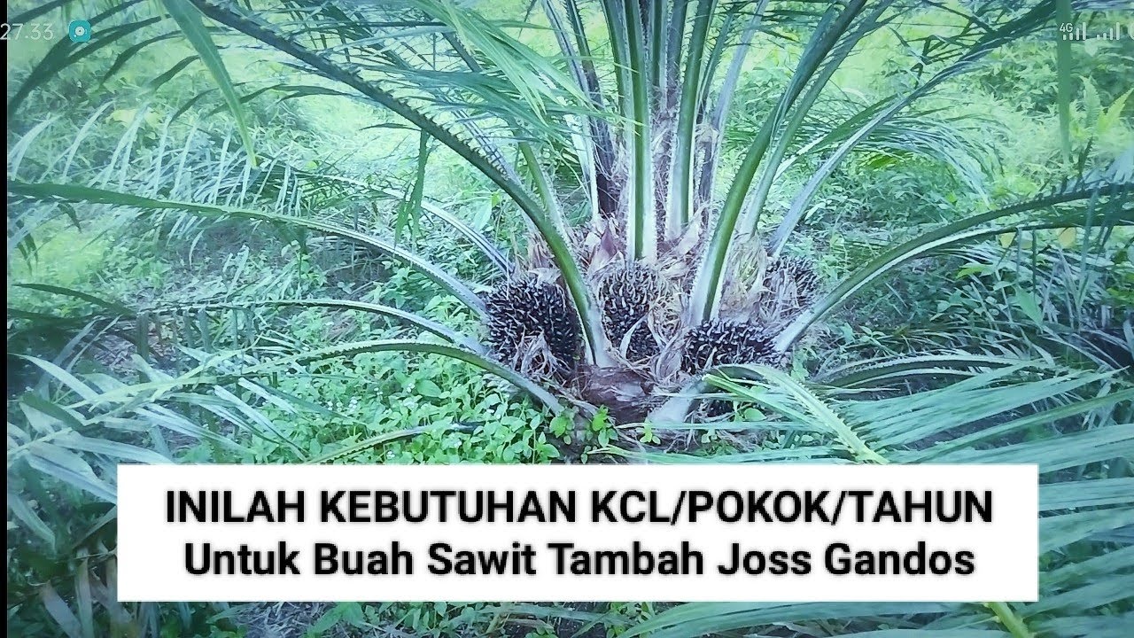 Inilah Kebutuhan KCL Perbatang Pertahun
