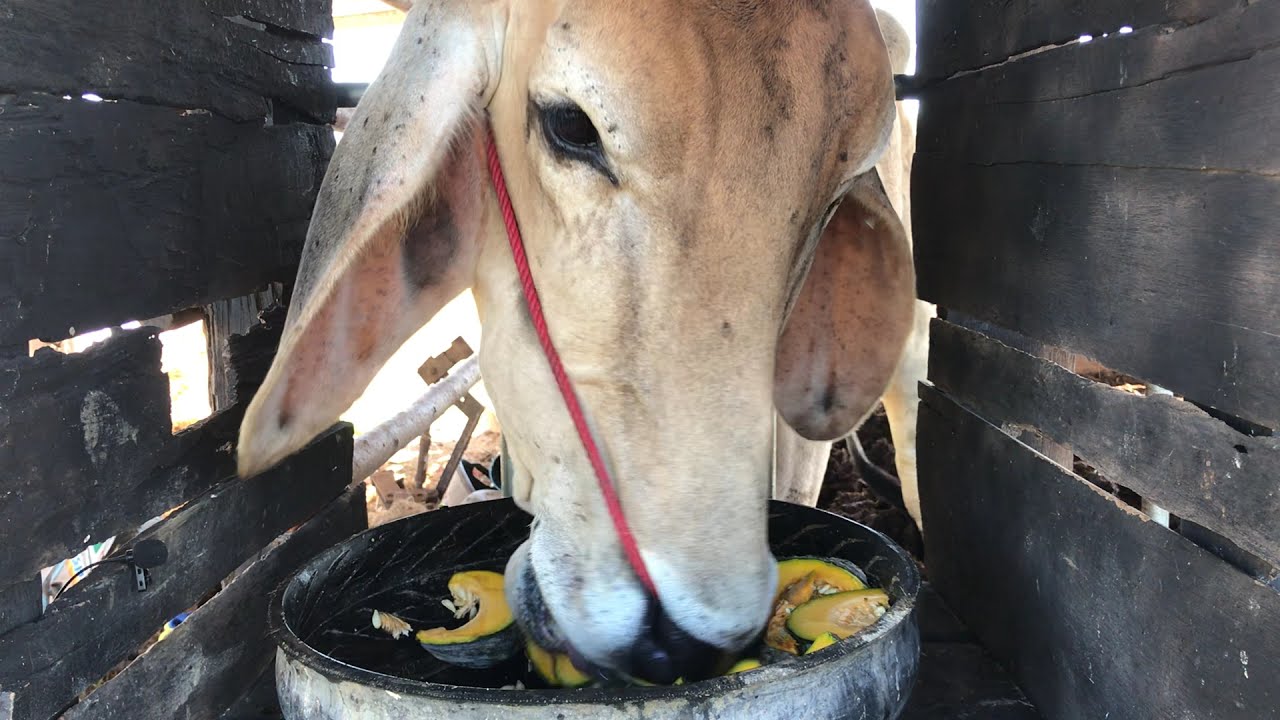 cow eating pumpkin ASMR | eating show |ANIMAL ASMR |