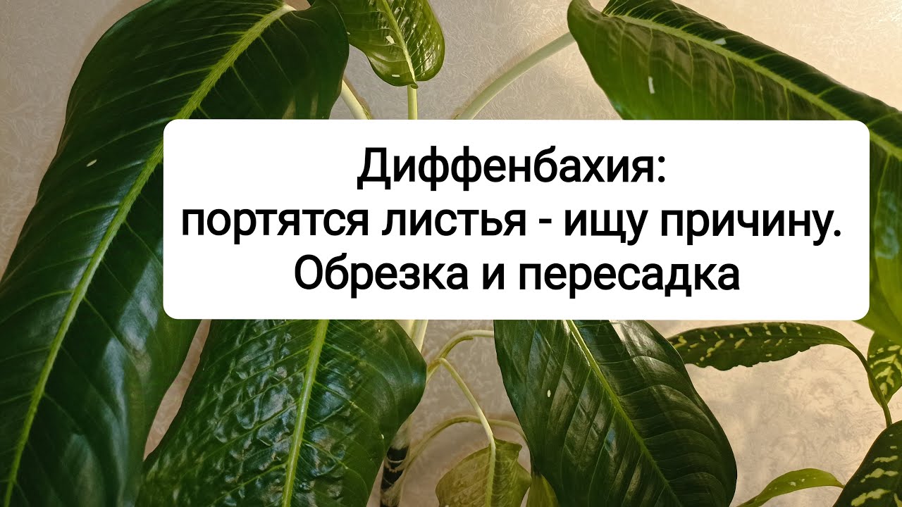 У диффенбахии портятся листья - ищу причину. Обрезка и пересадка