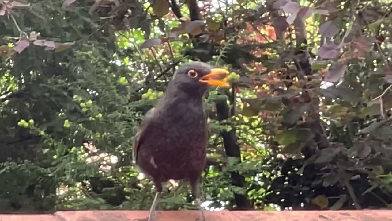 Die schimpfende Amsel