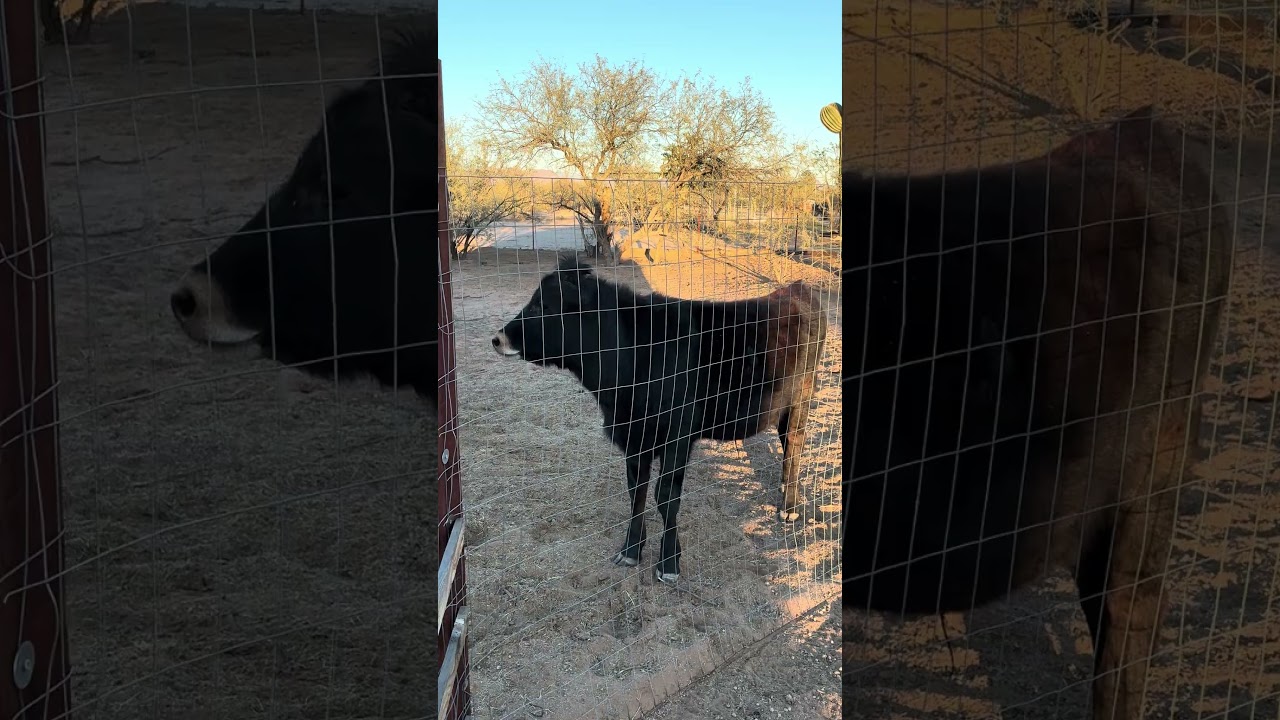 Burger checking out the chickens.