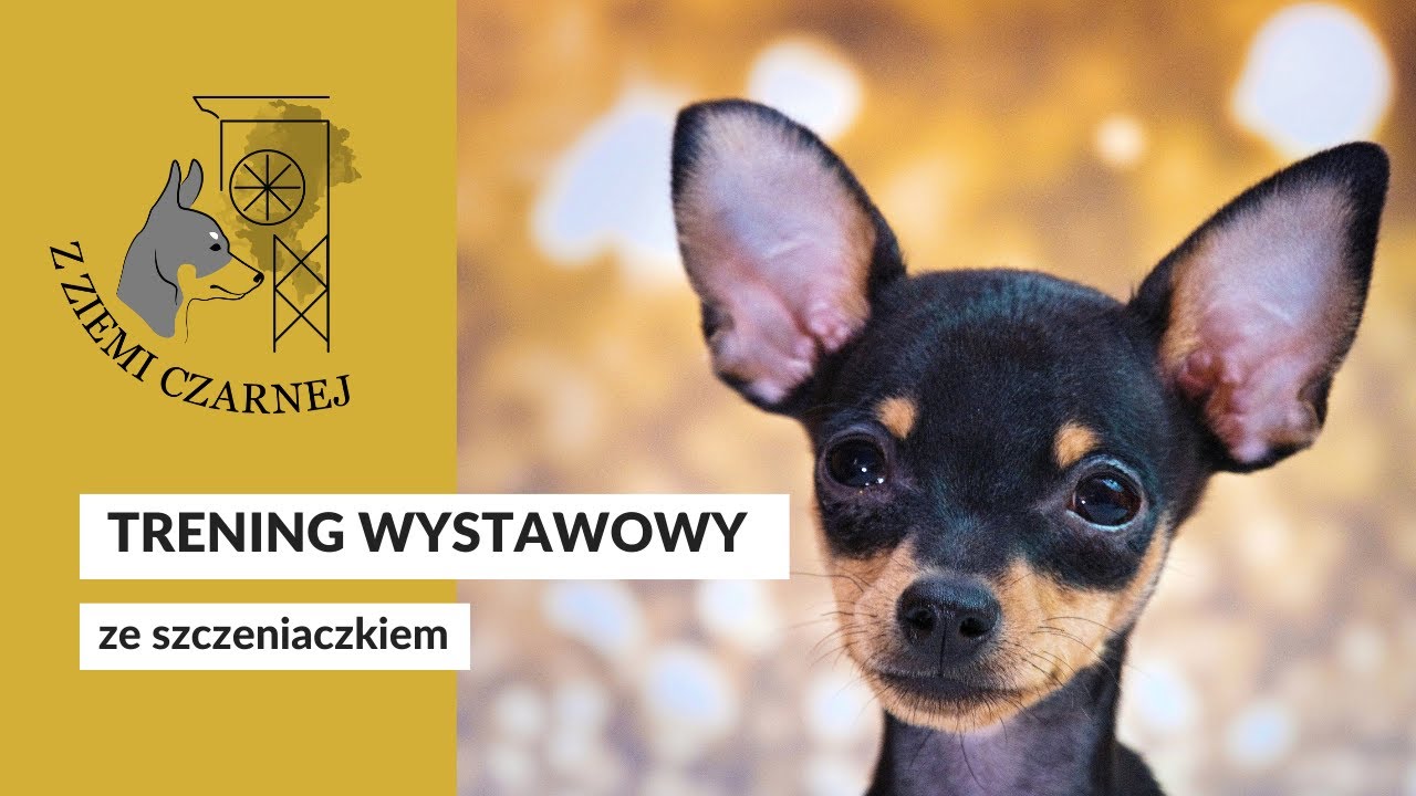PRZYGOTOWANIE SZCZENIAKA DO WYSTAWY - co trzeba umieć, ćwiczenia z małym Bilbo