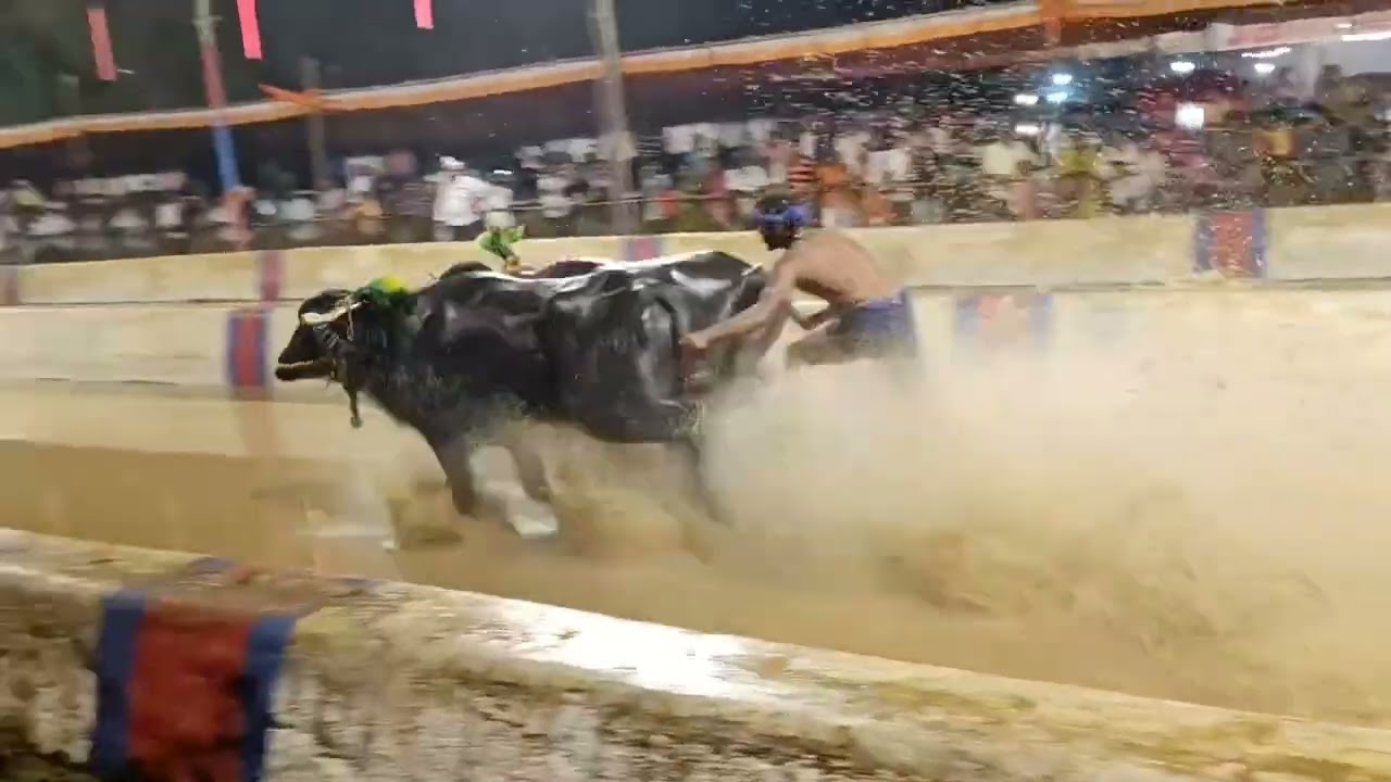 Adve Kambala -2026@Lifehacks-4U 