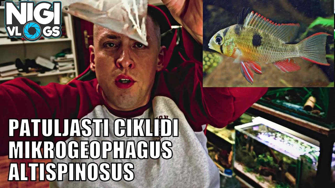 Nova Zanimljiva Vrsta Ribe! Patuljasti Ciklid Mikrogeophagus Altispinosus 🐠🔥 #akvaristika