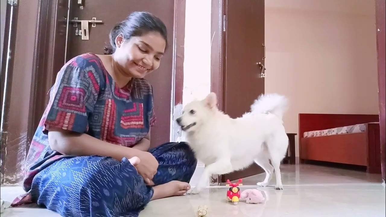 Jassi bahut smart he 🧠 | @Jassivlog1 | #love #dogowner #trending #pomeranian #pets #dogowner