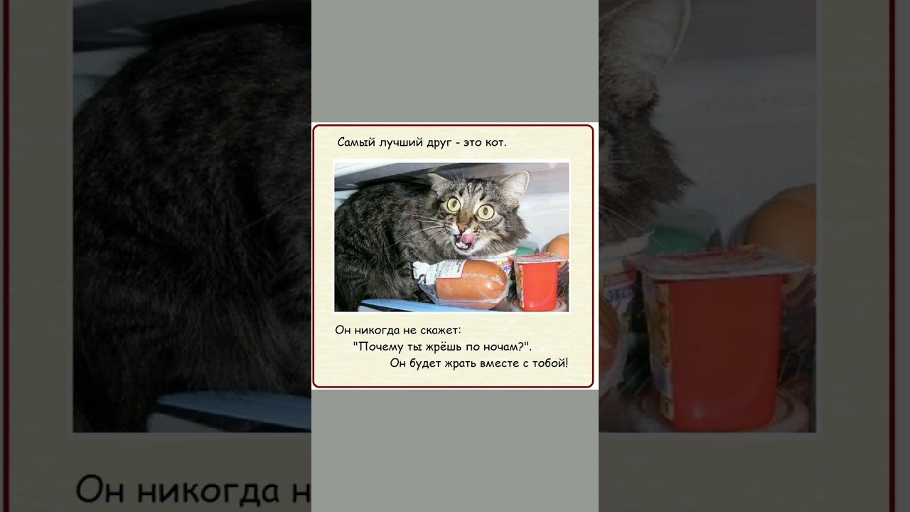 Лучший друг это кот#shorts #shortsvideo #anegdot