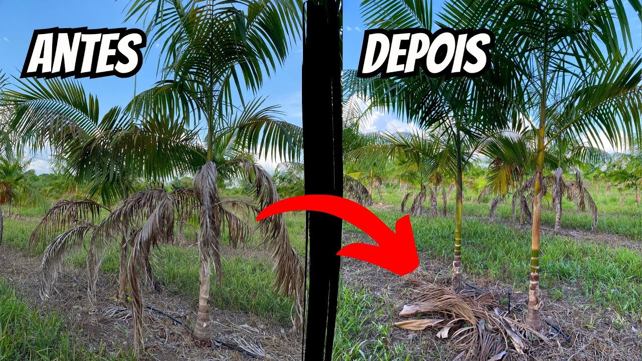 Como limpar as folhas secas do açaí corretamente