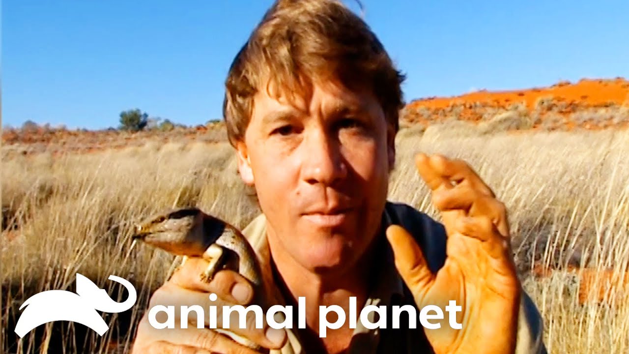 Steve Irwin Encounters Cute Lizards & Deadly Snakes | Crocodile Hunter | Animal Planet