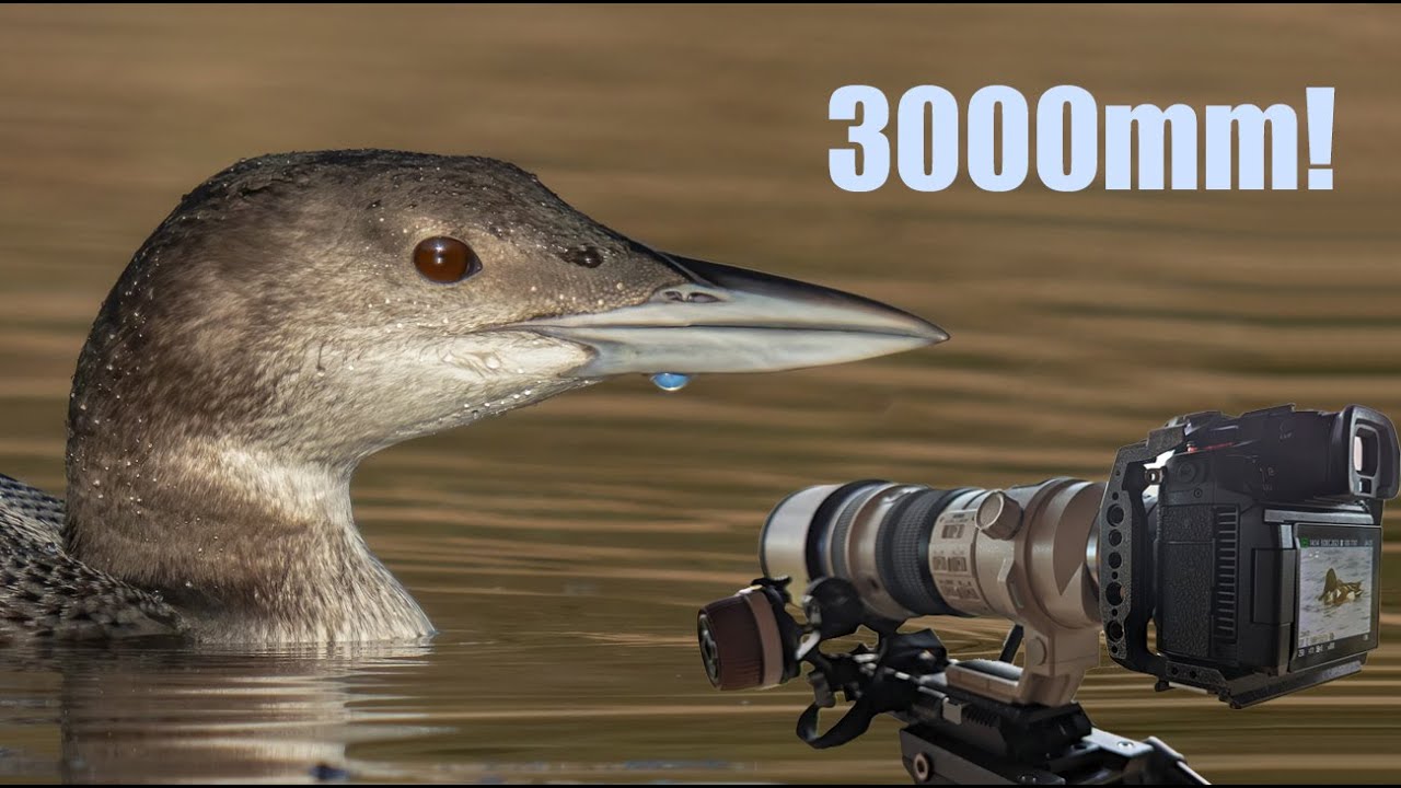 Great Northern Diver at 3000mm
