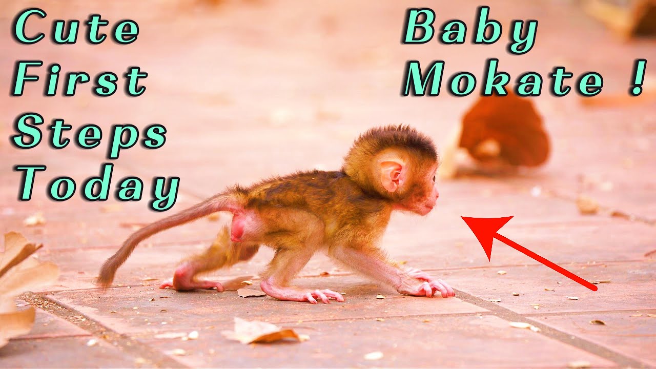 Baby Monkey Mokate Takes First Steps 🐾💞 | Mama Moka Teaches Newborn to Walk | Cute Daily Update