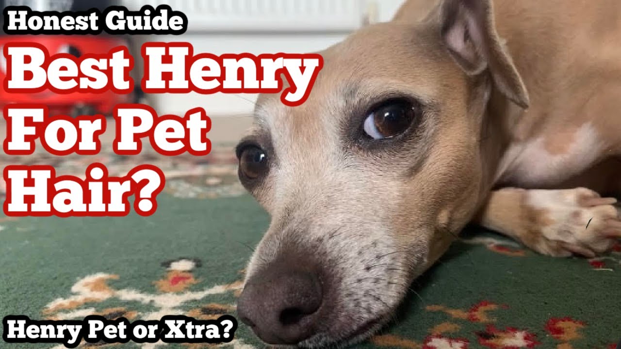 Какой HENRY HOOVER лучше всего подходит для уборки шерсти домашних животных?!