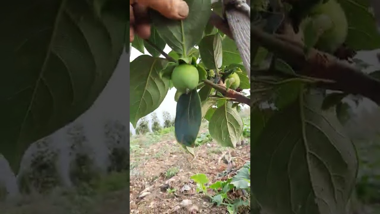 2 yaşında rojo brillante hurma
