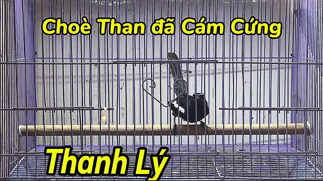 26.3 - Thanh L&yacute; Cho&egrave; Than Bổi Si&ecirc;u Mẫu Hot 