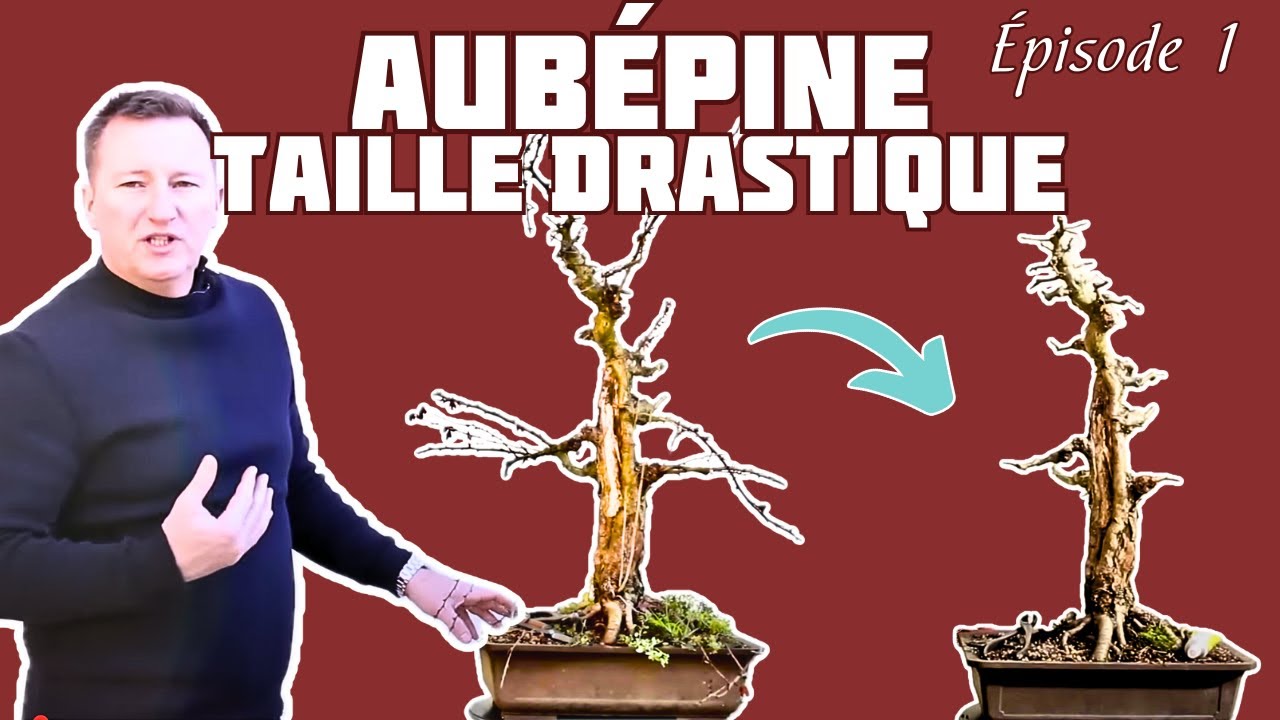 Taille Drastique sur une AUBÉPINE 🌱 NEJIKAN BONSAI 🌱