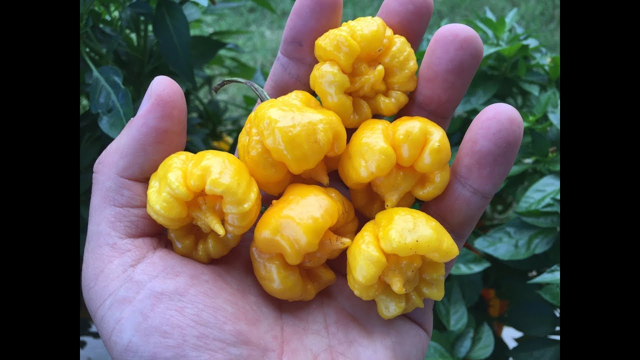 Что это за перец, эпизод 43 - Жёлтый жнец из Chili Wonkaz Pepper Factory