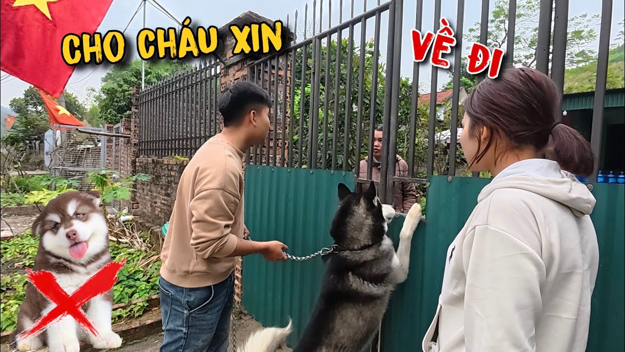 Phát Điên Khi Bị Trẻ Trâu Lừa Tìm Thấy Chó Gấu Alaska Của Dương KC | Ngáo Husky Có Bạn Mới 