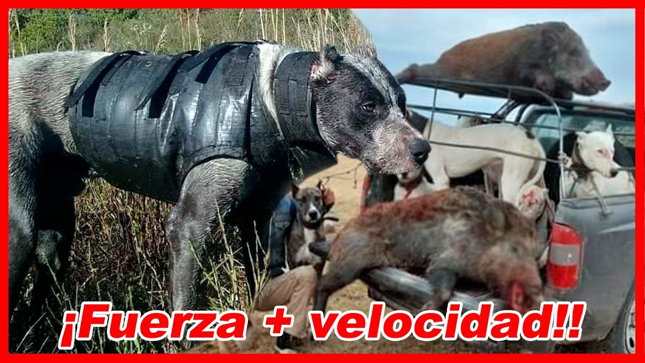 El PERRO del que nadie HABLA &ndash; Dogal