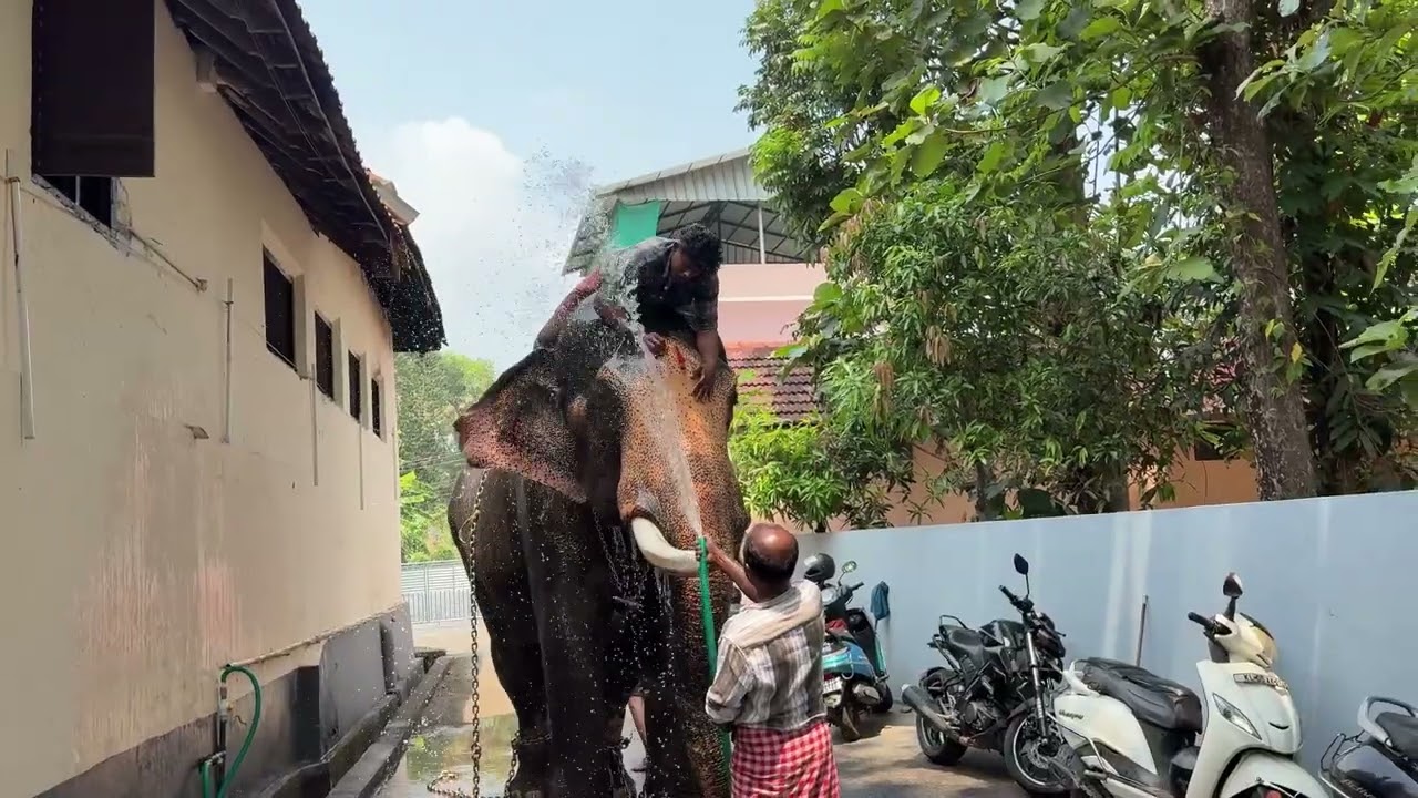 Thadathavila suresh 🐘❤️‍🔥 ഒരു കുളി 