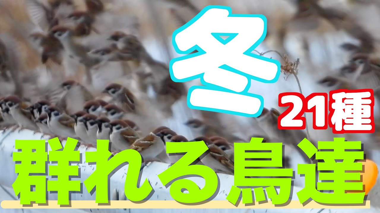 冬・なんか群れちゃう野鳥たち（21種）