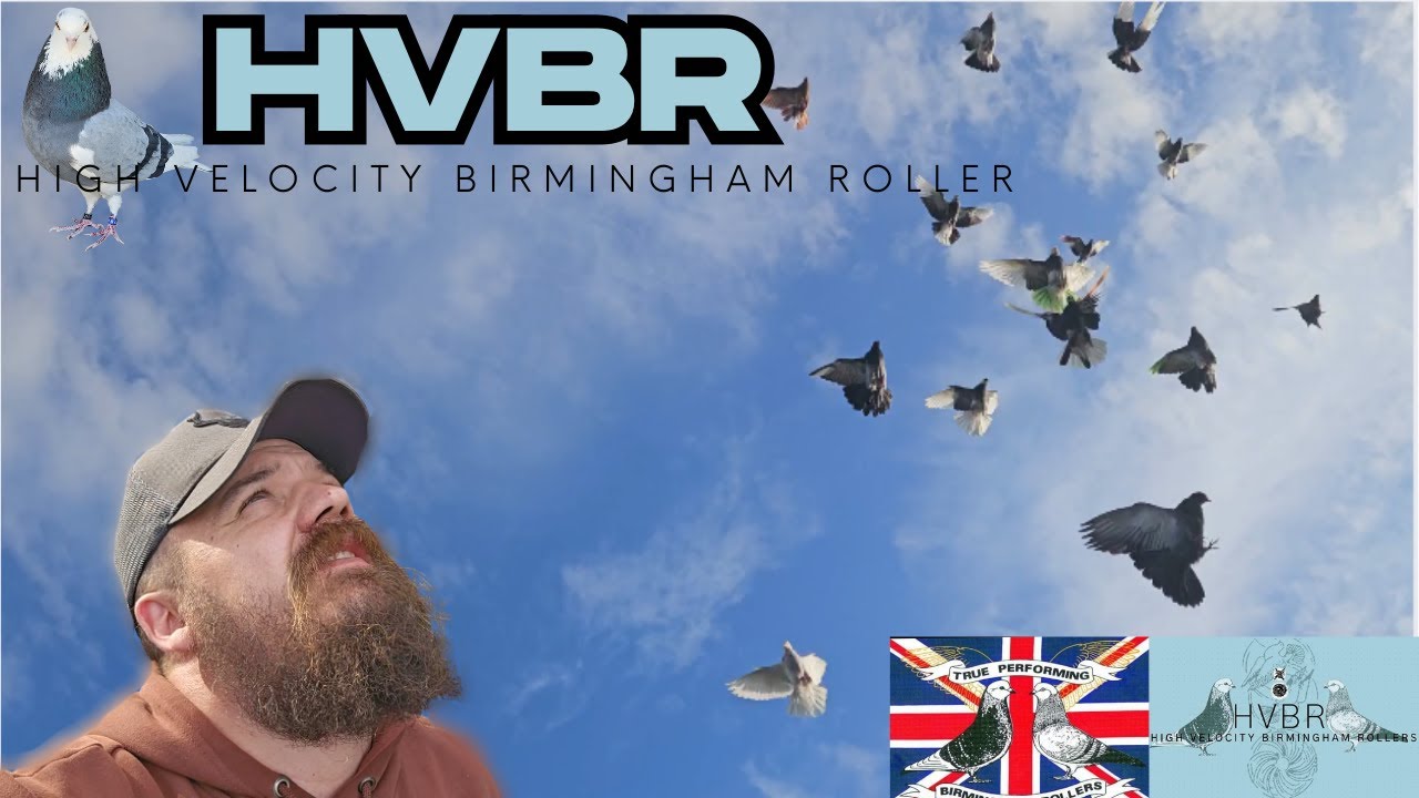 Developing Roller Pigeon Flight! See My Birmingham Rollers in Action! | HVBR