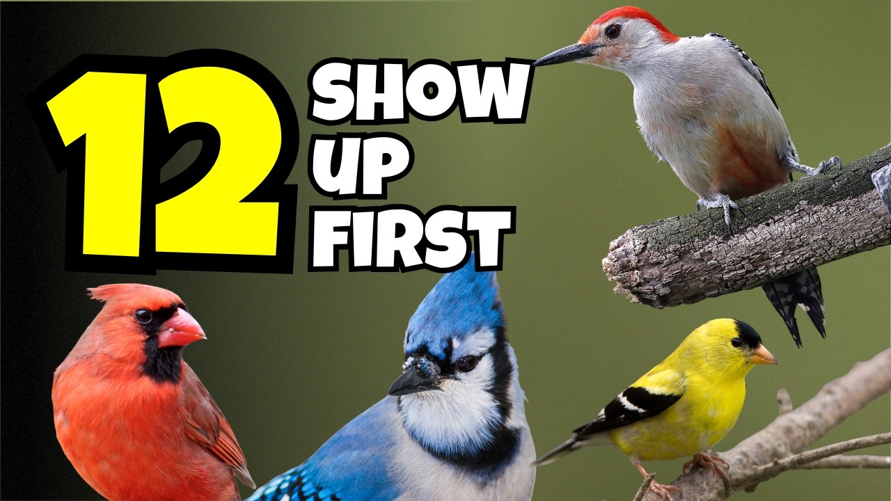 12 Birds That Show Up First at New Feeders