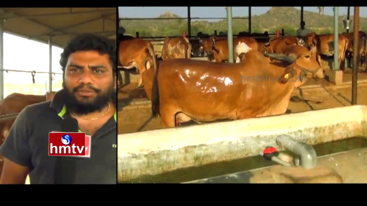 B Tech Students Dairy Farm | Growing Fruits and Vegetables in Sand Sandy Soil | Nela Talli | HMTV