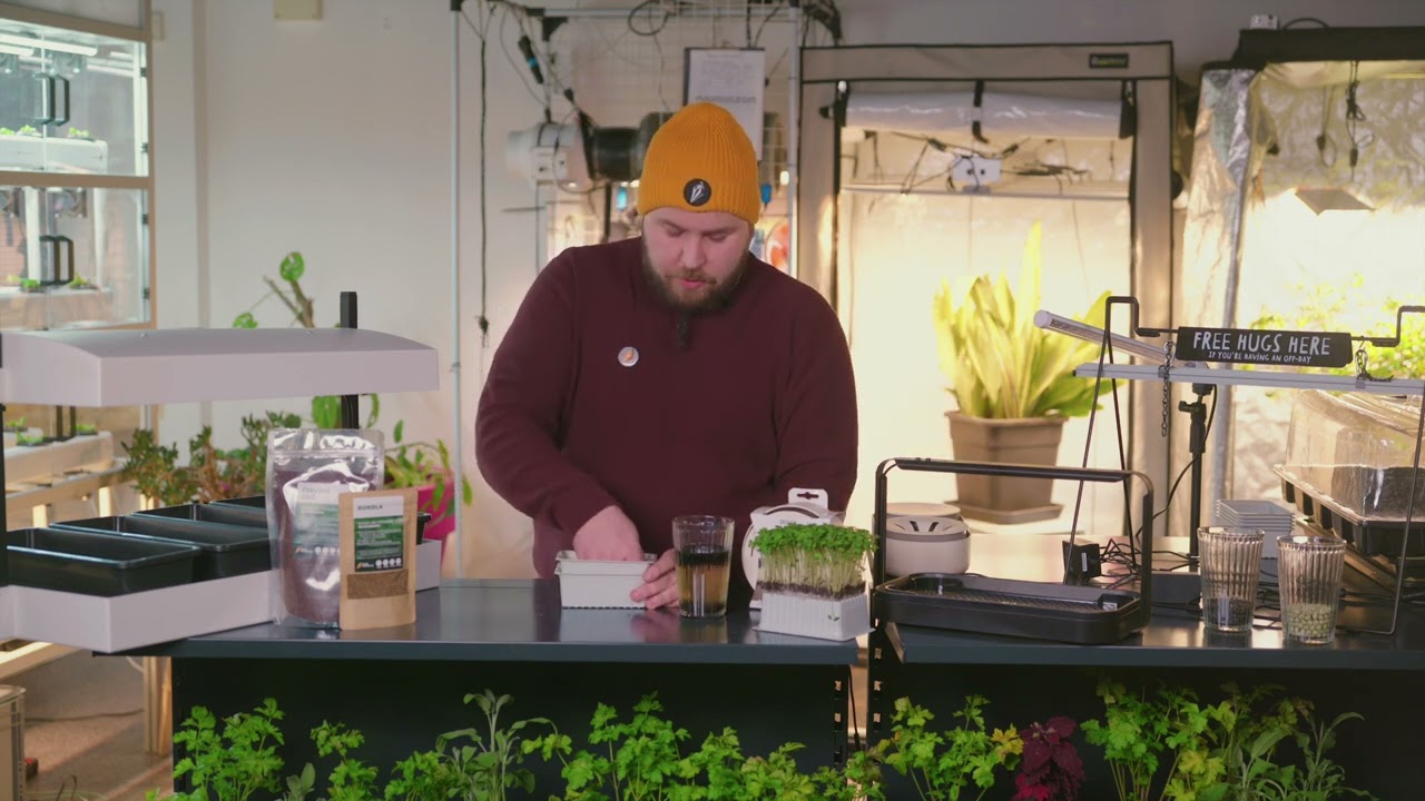 Growmarket   Jak se zakládají microgreens