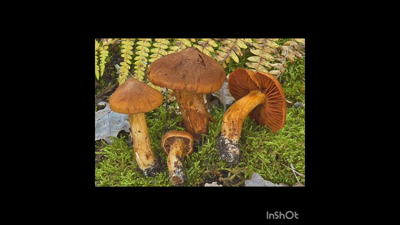 Cortinarius orellanus seta