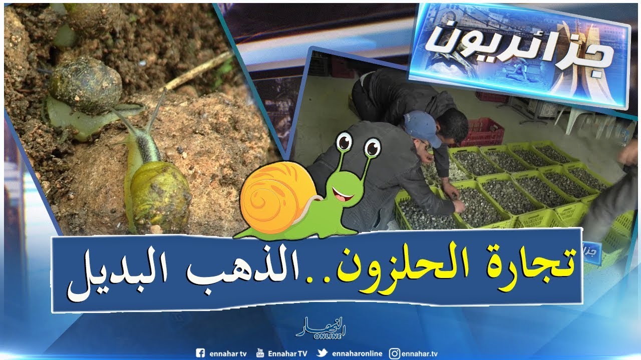 جزائريون: تجارة الحلزون مصدر عيش العائلات بولاية ميلة