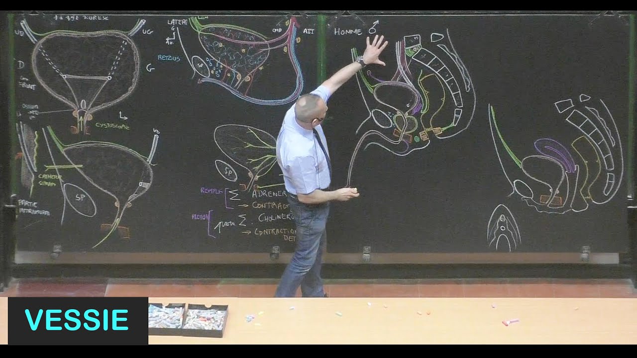 Anatomie de la vessie (Pelvis 8)