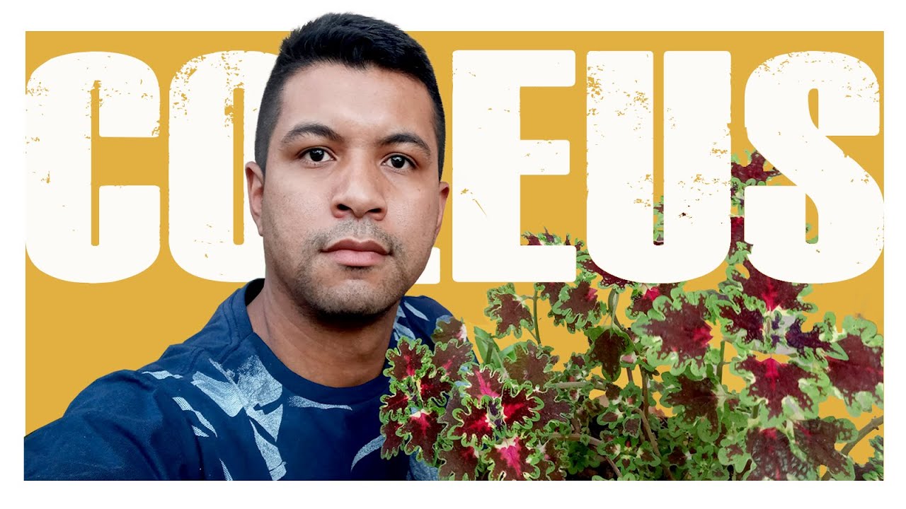 Conhe&ccedil;a meus COL&Eacute;US │A PLANTA DA MODA