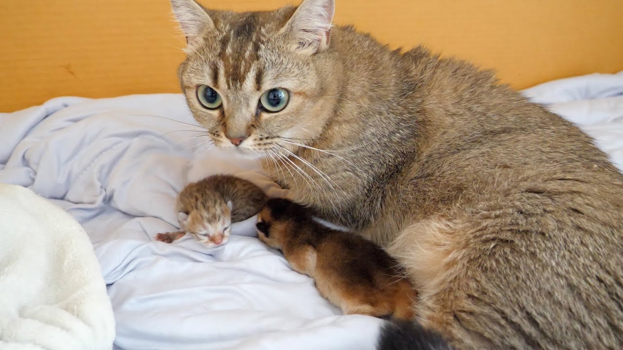 3 day old kittens compete for mommy cat's milk, unbelievably.