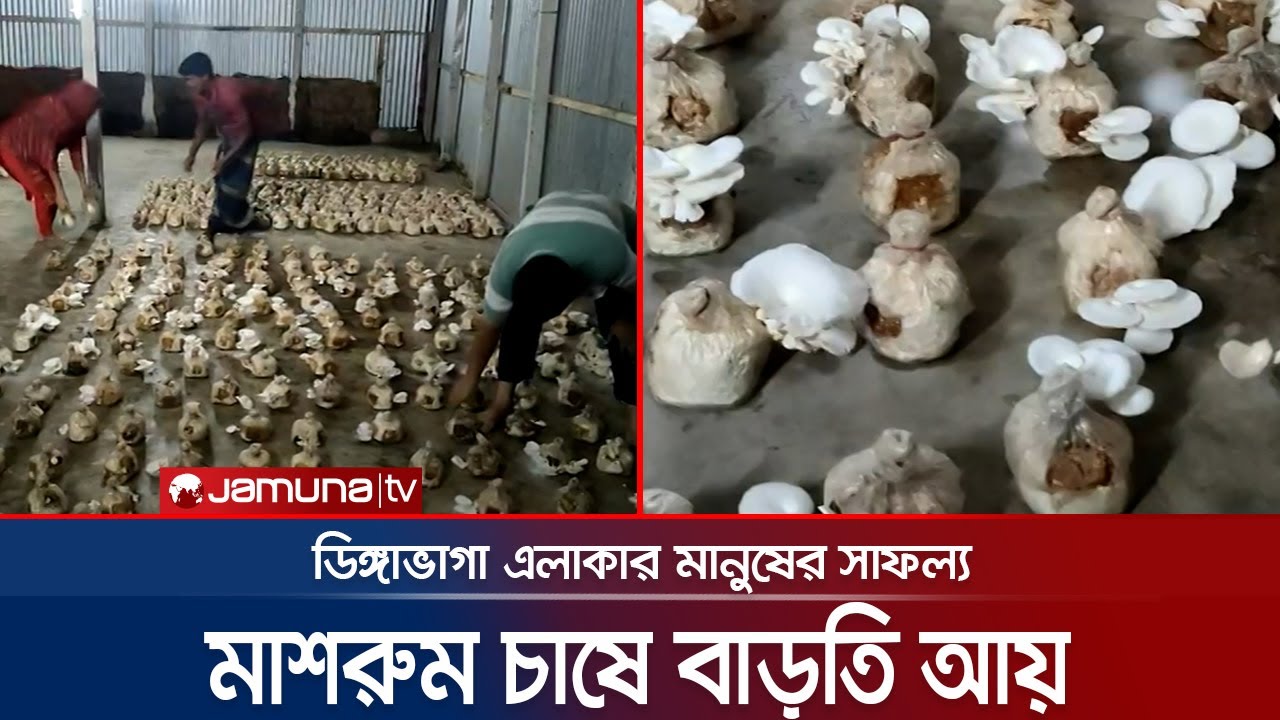 মুন্সিগঞ্জে বানিজ্যিক ভাবে মাশরুম চাষ করে দারুন সাফল্য । Mushroom Cultivation