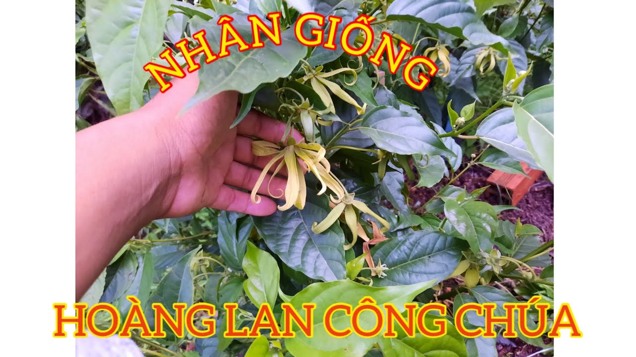 Cách nhân giống cây Hoàng Lan công chúa   0386569374 -Hoa kiểng Cái Mơn - Ngọc Ngân Bến Tre