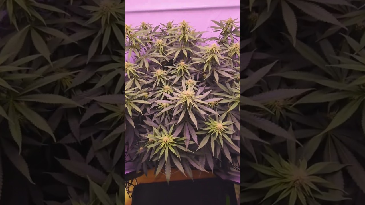 Runtz x Layer Cake / 2. Bl&uuml;tewoche /#RuntzxLayerCake #Bl&uuml;tephase #Bl&uuml;teMitL&auml;ssigkeit #Cannabis