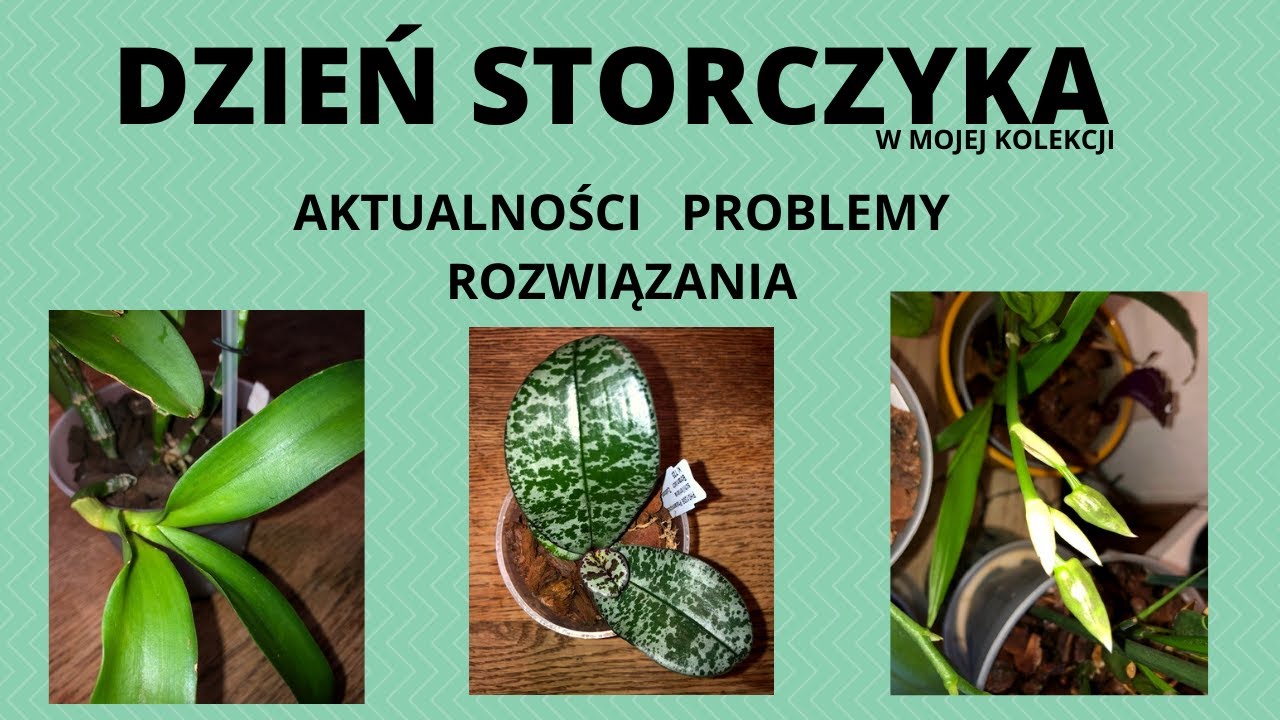 Dzień Storczyka - miseczniki, phalaenopsis violacea, zygopetalum, nowy storczyk.