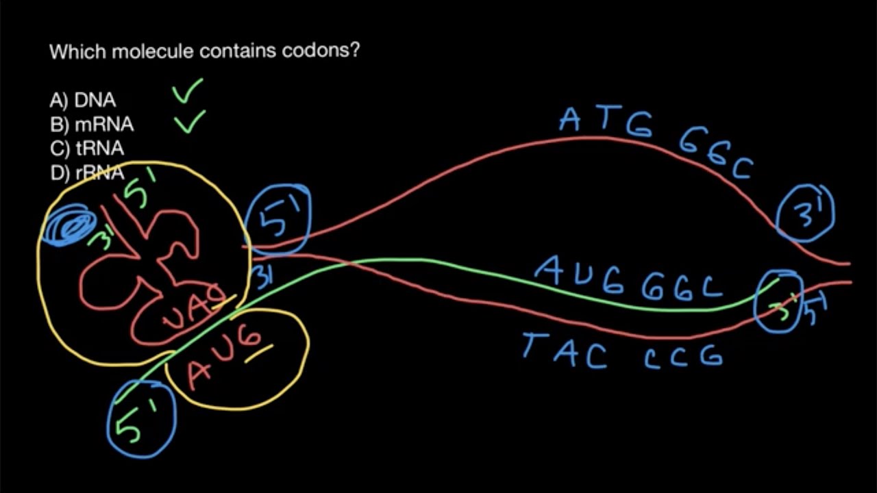 Codons and anticodons explained