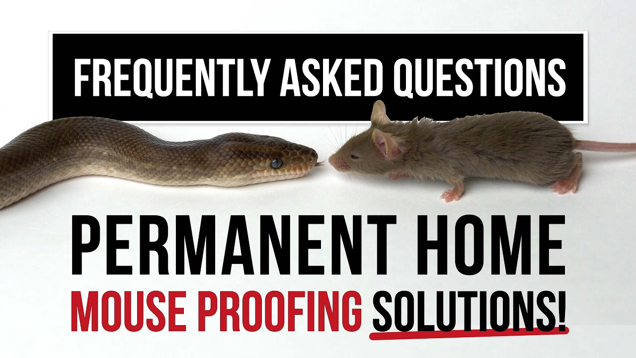 MOUSE PROOFING YOUR HOME -- OUR MOST FREQUENTLY ASKED QUESTIONS | MICE HUNTERS