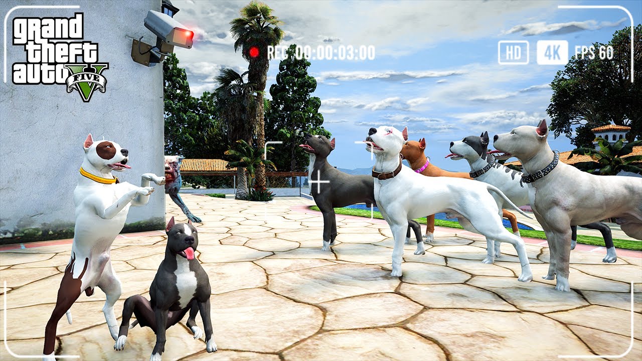 YAVRU PİTBULL EVE GİZLİ KAMERA YERLEŞTİRİYOR! HER ŞEYİ GÖRDÜK! - GTA 5 PİTBULL'UN HAYATI