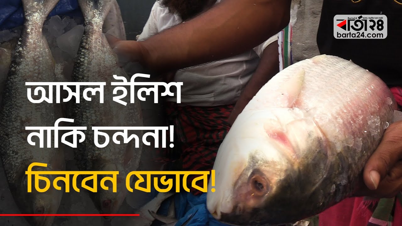 ইলিশ ভেবে চন্দনা কিনছেন না তো? চিনবেন যেভাবে! | Hilsa | Chandana | Fish